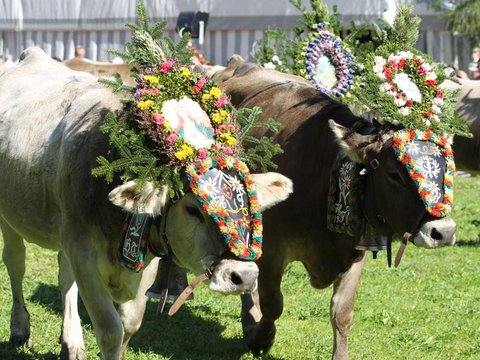 almabtrieb oktoberfest tradition