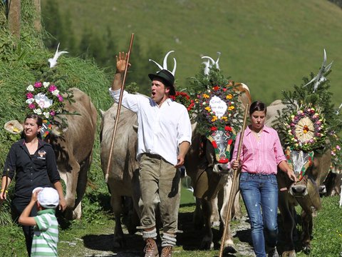 almabtrieb traditon zillertal